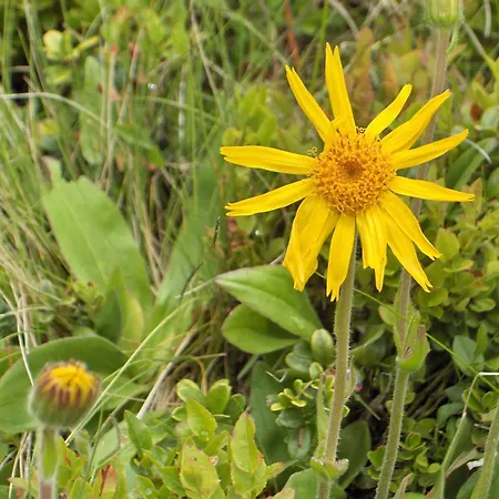 Haus Helga Гостевой дом 4*