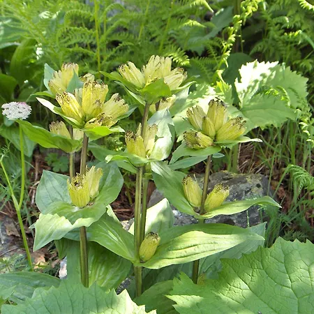 Haus Helga Гостевой дом Каппль